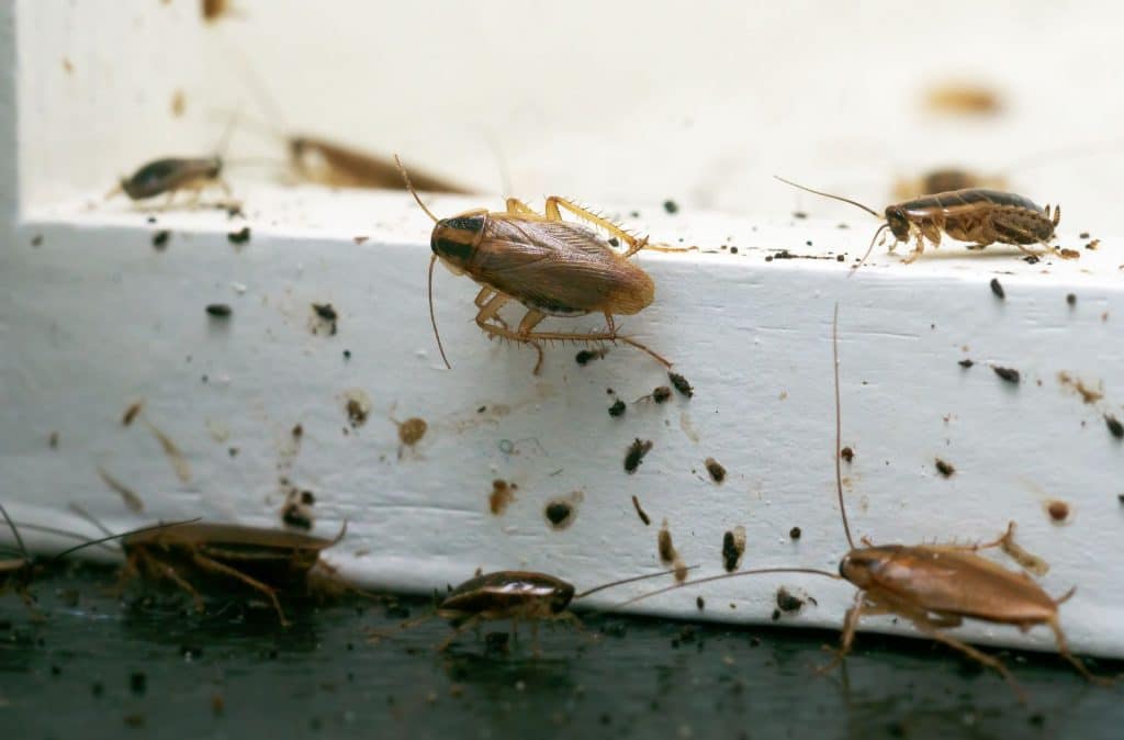 A,Lot,Of,Cockroaches,Are,Sitting,On,A,White,Wooden A,Lot,Of,Cockroaches,Are,Sitting,On,A,White,Wooden