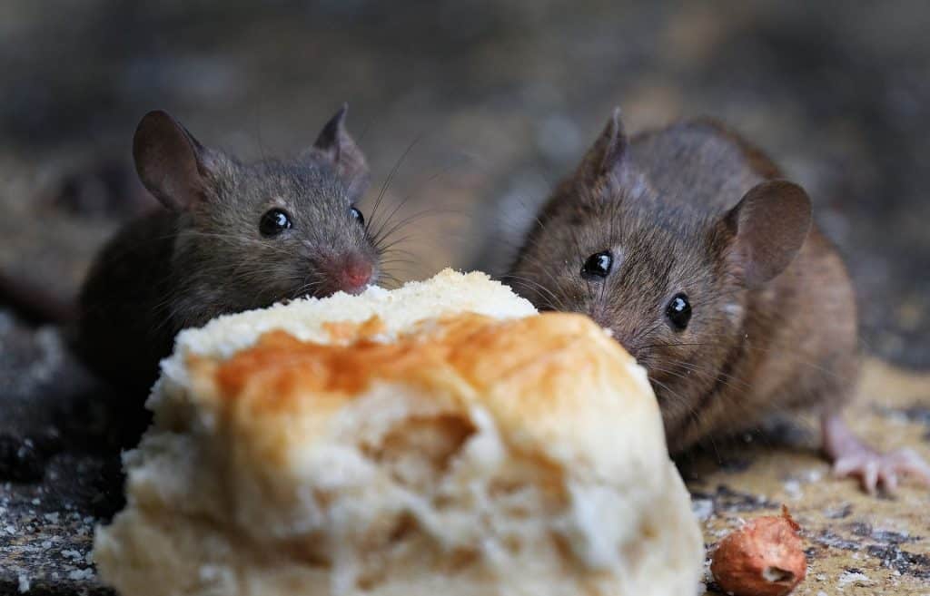 Two,Mice,Feeding,On,Baked,Scone,In,Urban,House,Garden. Two,Mice,Feeding,On,Baked,Scone,In,Urban,House,Garden.